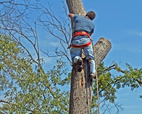 tree trimming